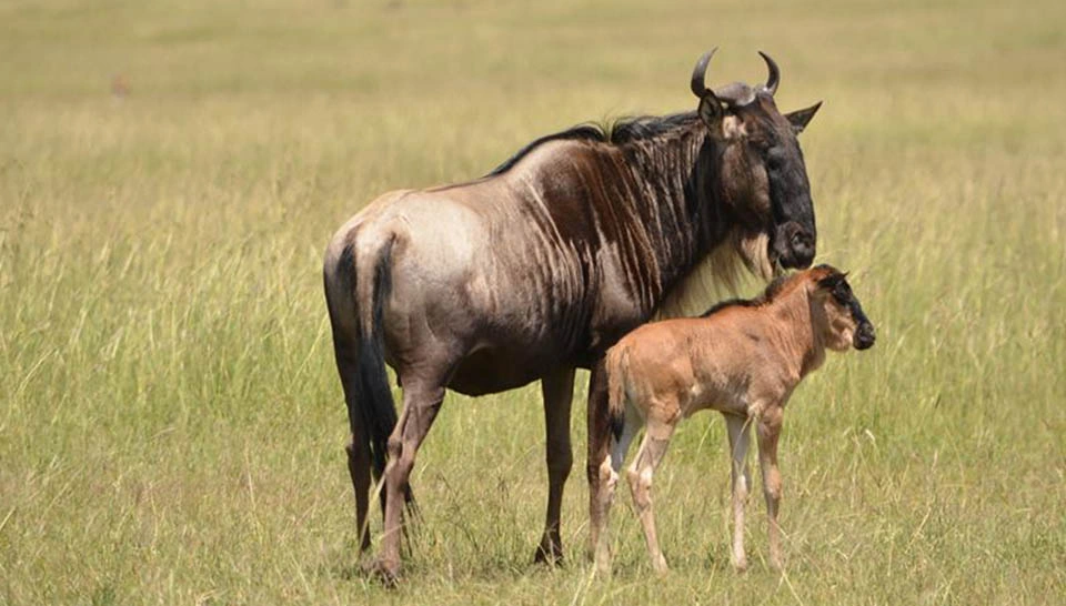 5 days Ndutu calving season safari