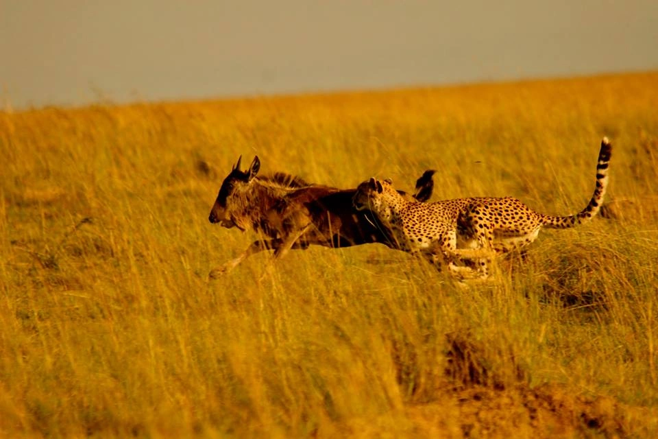 Southern Serengeti and Ndutu calving season migration phase