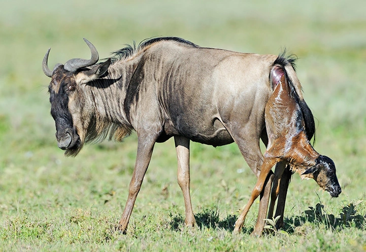 6 days Ndutu calving and Ngorongoro crater safari