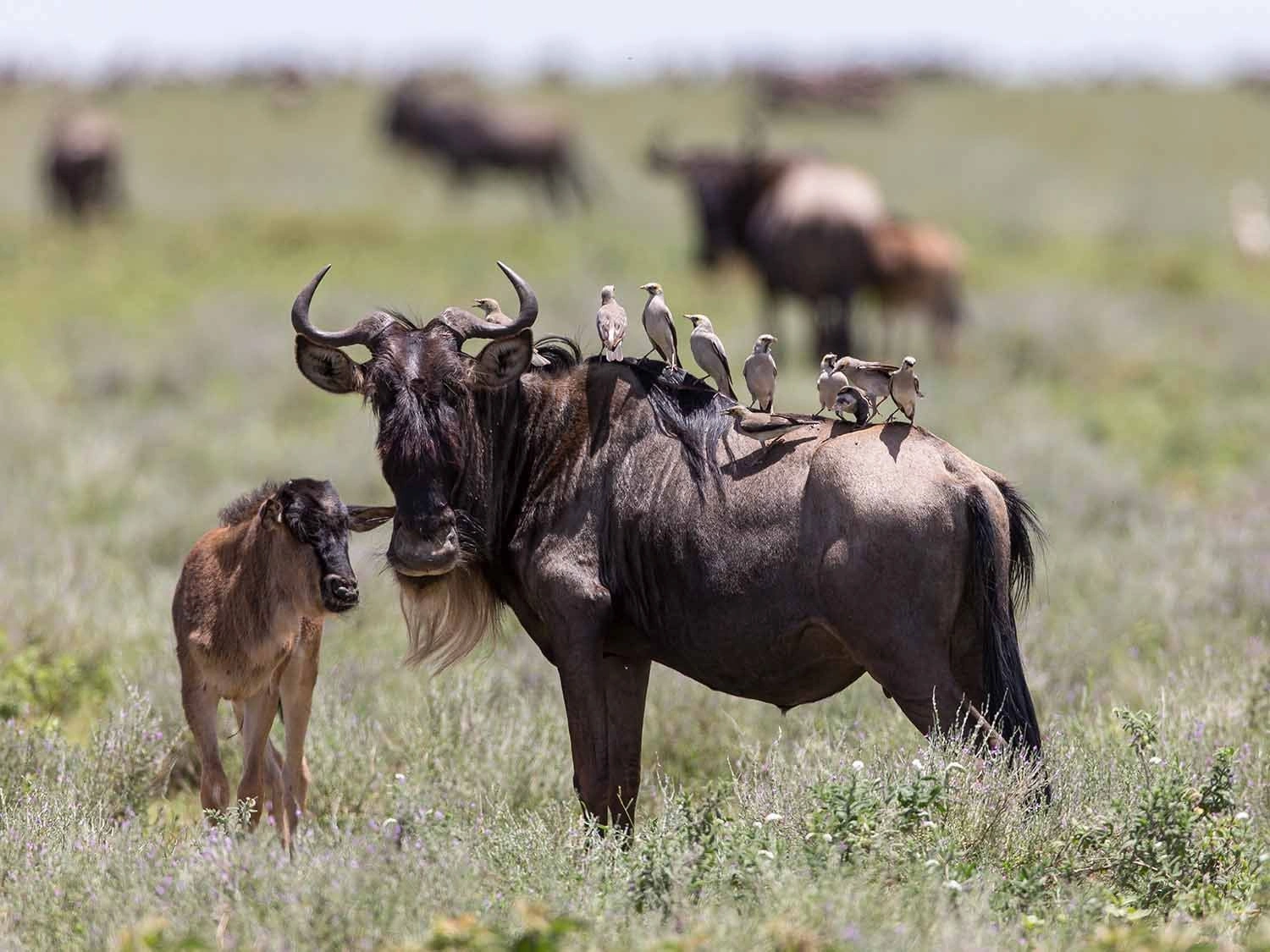 Southbound return phase of the Great Migration toward southern Serengeti