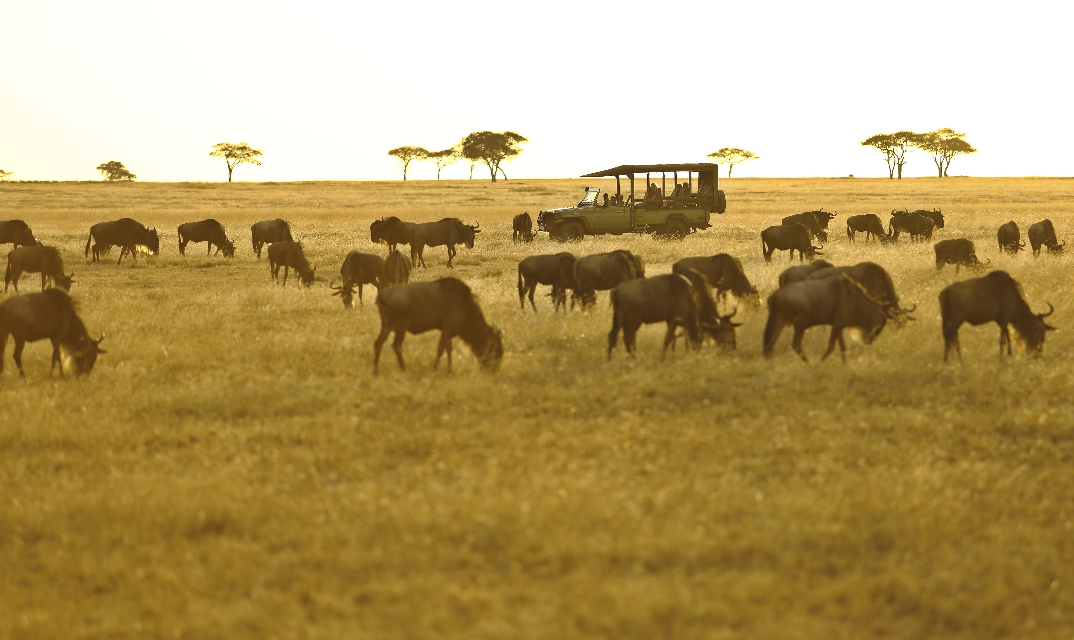 Great Migration timeline and packages in Tanzania