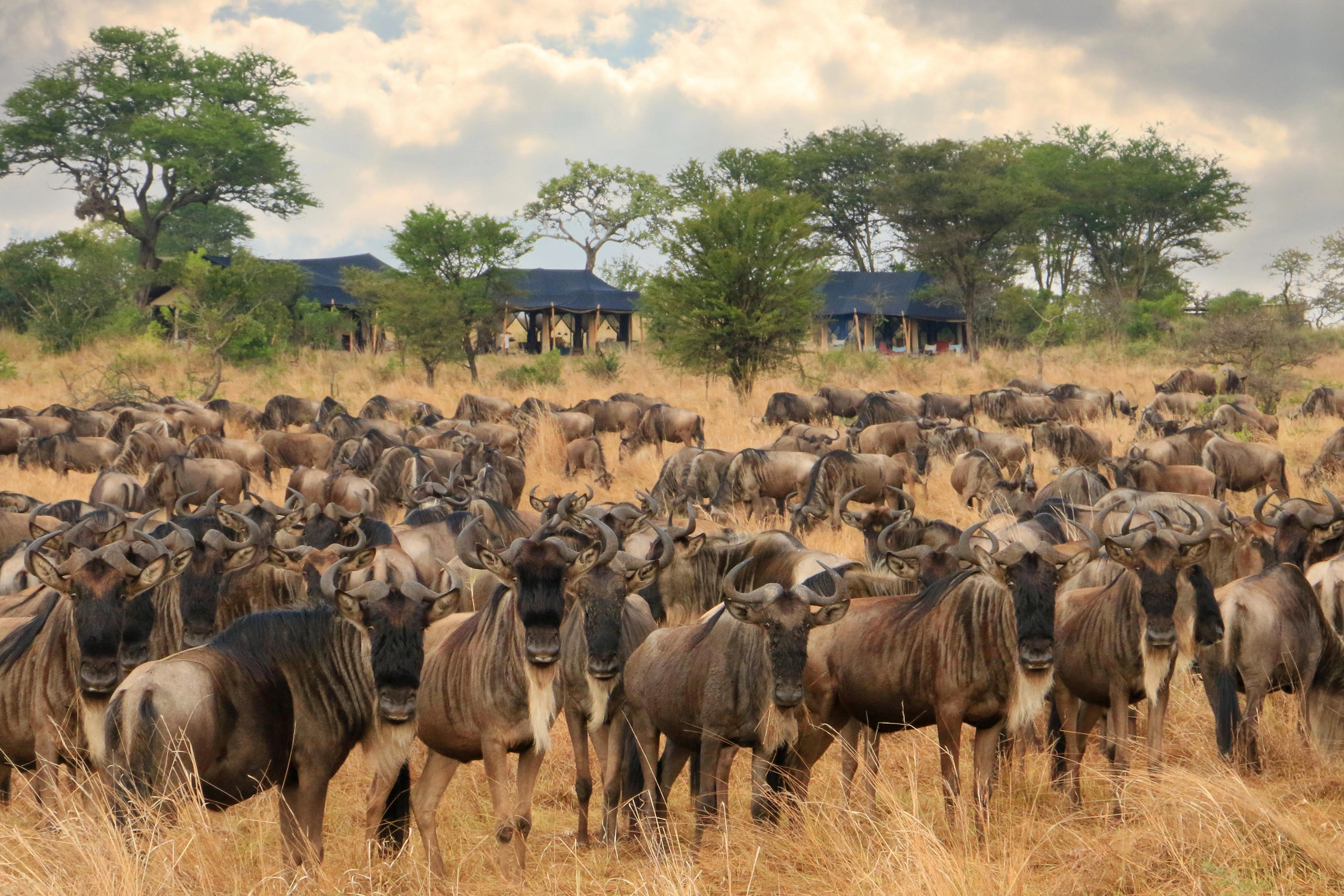 11 days Great Migration northern Serengeti first safari